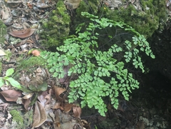 Adiantum tenerum, photograph (c) Tom Field, some rights reserved (CC BY)