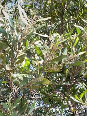 Acacia