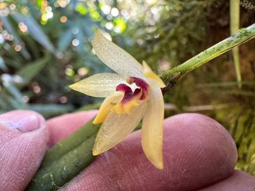 Octomeria grandiflora, photograph 1