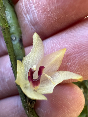 Octomeria grandiflora, photograph 3