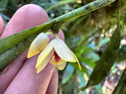 Octomeria grandiflora, photograph 2