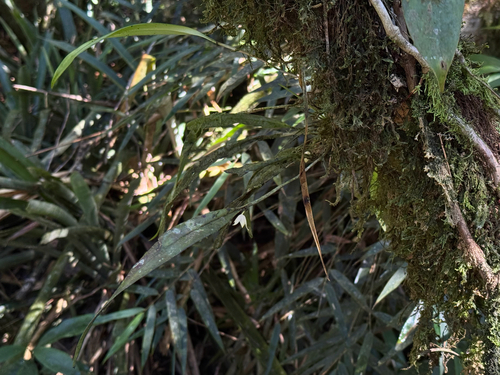 Octomeria grandiflora, photograph 4