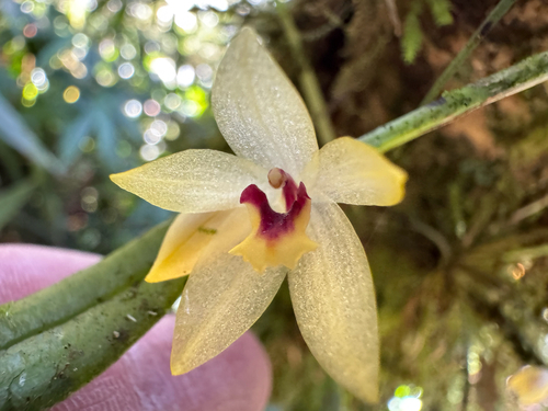 Octomeria grandiflora