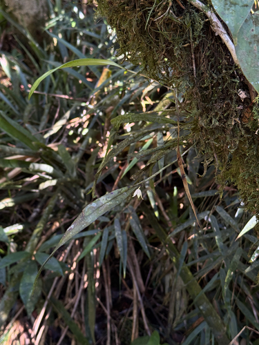 Octomeria grandiflora, photograph 5