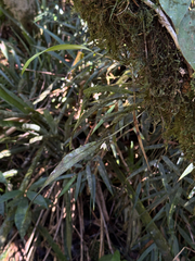 Octomeria grandiflora, photograph (c) topeuna, some rights reserved (CC BY)