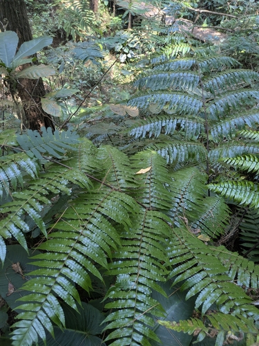Gymnosphaera gigantea observed 2026-07-14