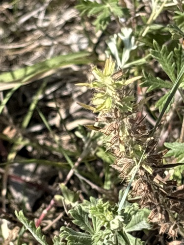 Hedeoma hispida