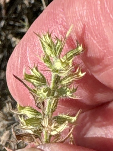 Hedeoma hispida, photograph 2