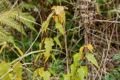 Acer caudatifolium