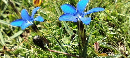 Gentiana sierrae, photograph 4
