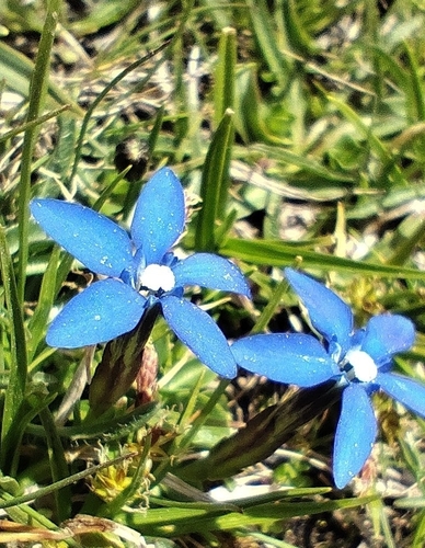 Gentiana sierrae, photograph 5