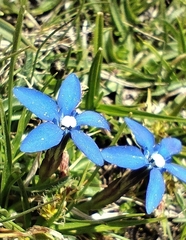 Gentiana sierrae, photograph Santiago Martín-Bravo, CC BY, iNaturalist via GBIF