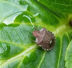 Dyroderes umbraculatus