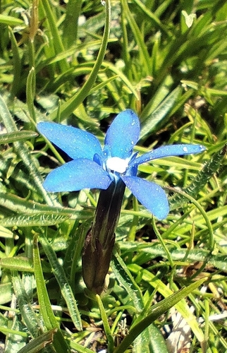 Gentiana sierrae, photograph 6