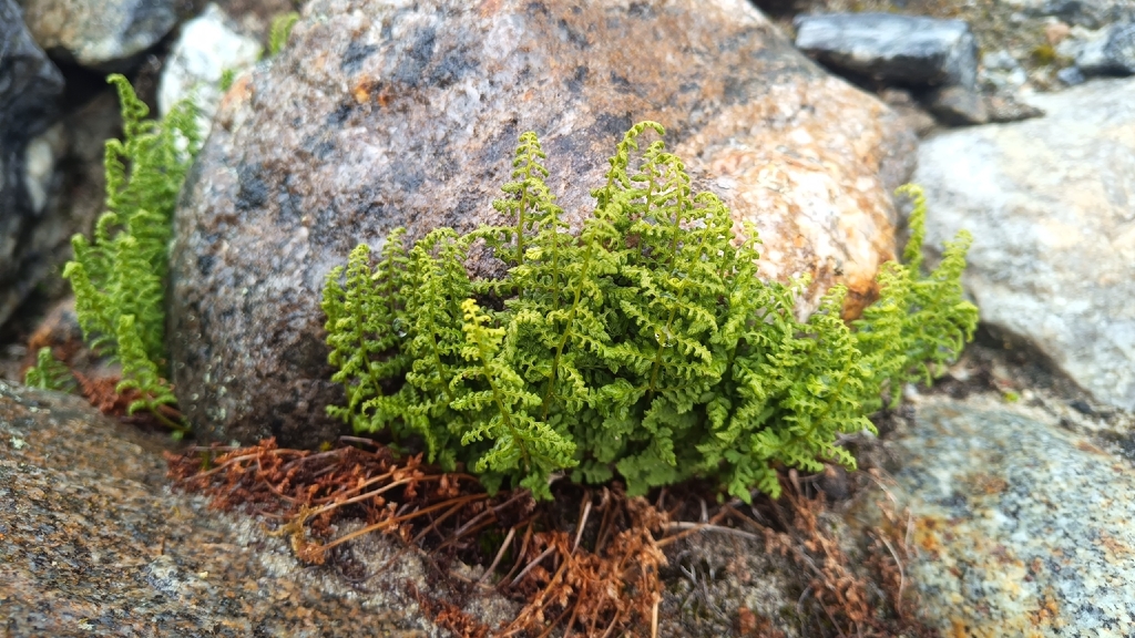 Cystopteris dickieana