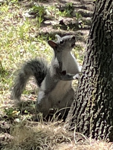 Western Gray Squirrel observed by jeffwitters