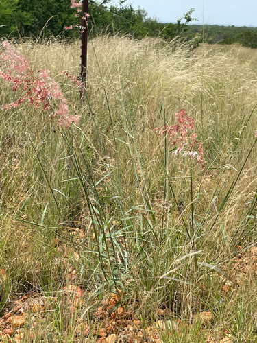 natal grass