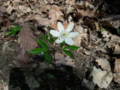 Anemonoides trifolia