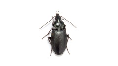 Agonum placidum
