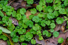 Hydrocotyle setulosa