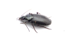 Agonum placidum