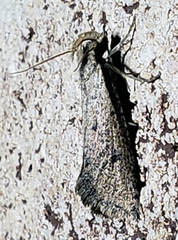 Acrolophus mortipennella