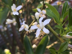 Citrus × microcarpa