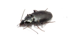 Agonum placidum