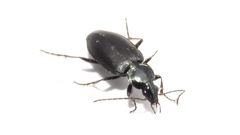 Agonum placidum