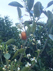 Citrus × microcarpa