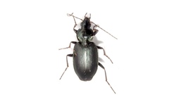 Agonum placidum