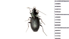 Agonum placidum