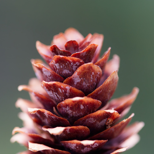 Engelmann spruce (Picea engelmannii)