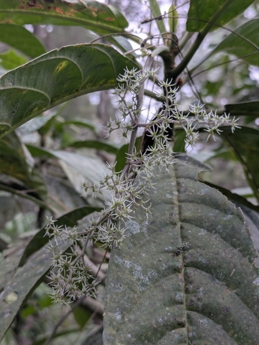 Dendrocnide stimulans observed 2026-07-14