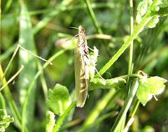 Pleurota pyropella