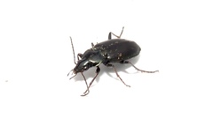 Agonum placidum