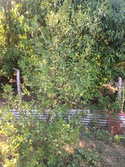 Citrus × microcarpa