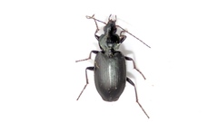 Agonum placidum