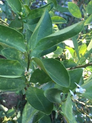 Citrus × microcarpa