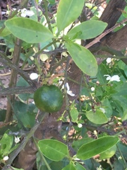 Citrus × microcarpa