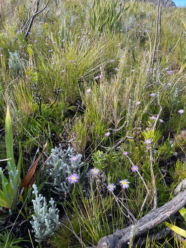 Zyrphelis taxifolia, 2026-07-17
