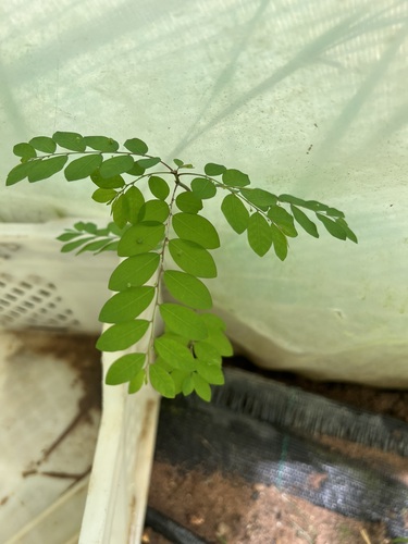 Mascarene Island leaf-flower