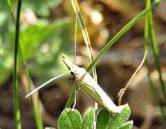 Pleurota pyropella