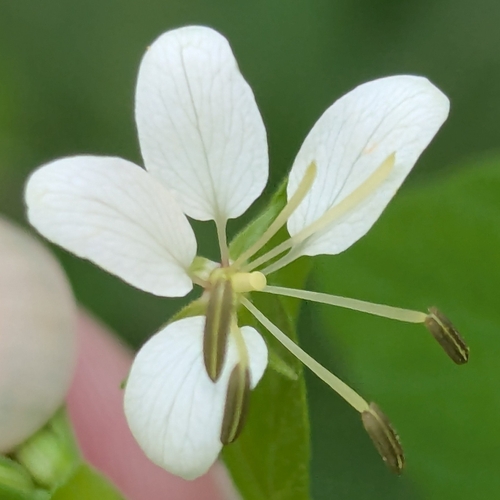 Tarenaya aculeata observed 2026-07-17