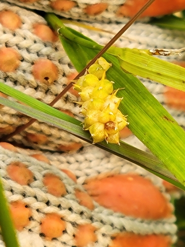 Carex granularis, photograph 6