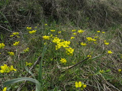 Draba sibirica