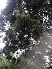 Juniperus chinensis