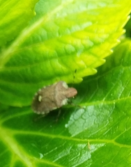 Dyroderes umbraculatus