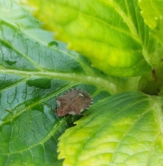 Dyroderes umbraculatus