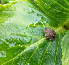 Dyroderes umbraculatus